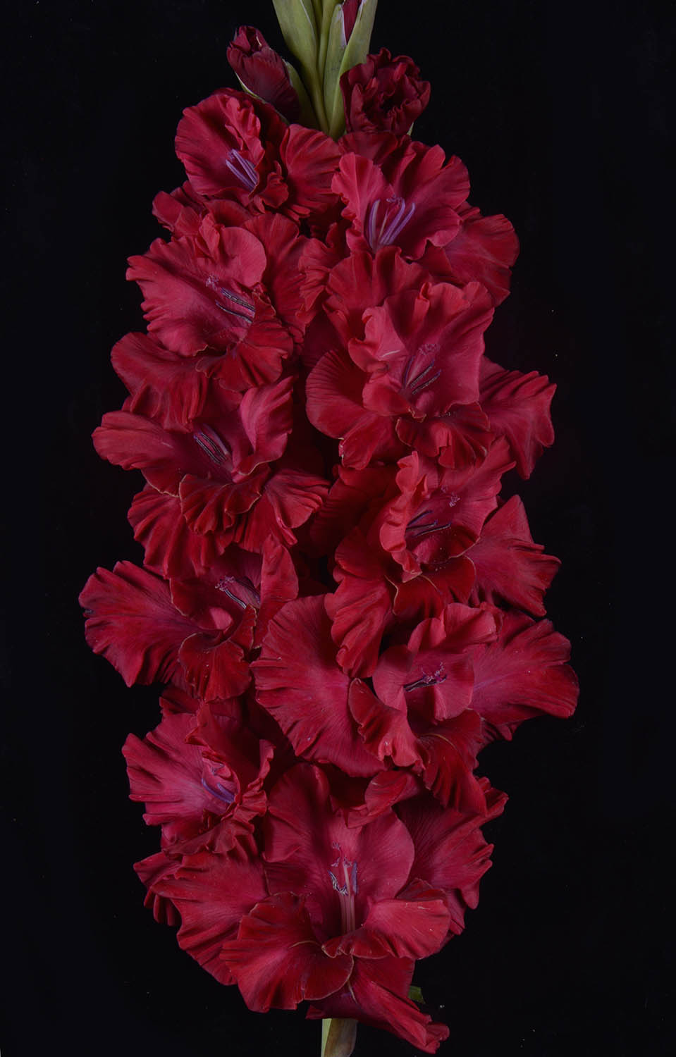 Гладиолус крупноцветковый Троянский Конь